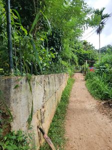 Tea Land for Sale in Gampola for sale