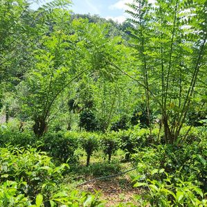 Tea Land for Sale in Gampola - Image 2