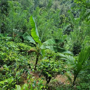 Tea Land for Sale in Gampola - Image 4