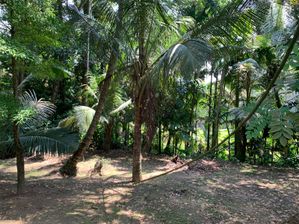 14 Pearch Land For Sale In Mawilmada, Kandy (TPS2384)