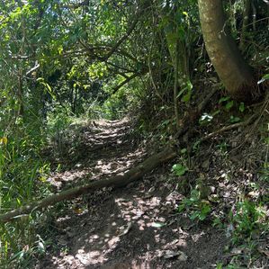 47 Acres. super Land For Sale in Mandaram Nuwara Eliya - Image 2