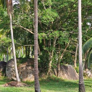 Coconut Estate for Sale - Wariyapola - Image 2