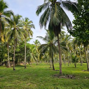 Coconut Estate for Sale - Wariyapola - Image 3
