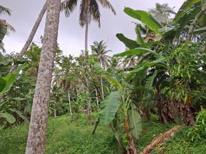 Coconut Land For Sale In Kurunegala