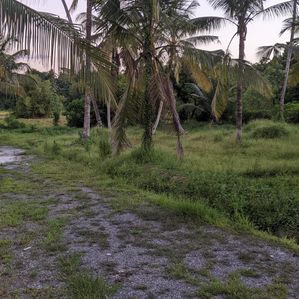 මීරිගම දිවුලපිටිය පාරෙන් ඉඩමක් - Image 3