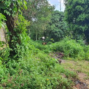 35.6P Veeravikum Mawatha, Pelawaththa, Battaramulla (SL 14421) - Image 2