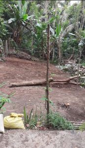 Valuable Land for Sale කෙන්ගල්ල