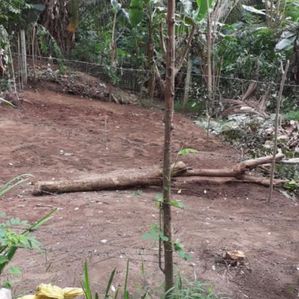 Valuable Land for Sale කෙන්ගල්ල - Image 2