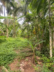 Commercial Land for Sale in Dompe (SP445)