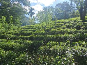 Land for Sale in Yatiyantota