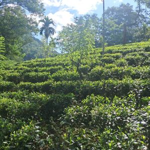 Land for Sale in Yatiyantota - Image 2
