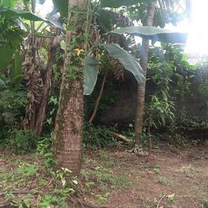 Kelaniya, Exsath Mawatha Land for Sale - Image 3