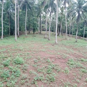 5 Acres of Coconut Trees Land with House for Sale in Gampaha - Image 2