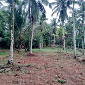 5 Acres of Coconut Trees Land with House for Sale in Gampaha - Image 3