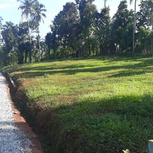 මාතලේ පාලාපත්වලින් අගනා බිමි කොටසක් - Image 3