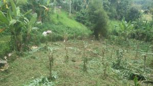 අගනා ඉඩම් කැබැල්ලක් උඩුගම මාර්ගයේ කිලෝමීටර් එකක් දුරින්