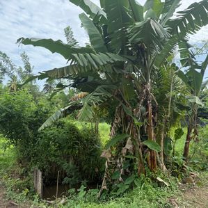 Prime Paddy Land with Owita for Sale in Pannipitiya – 146 Perches - Image 2
