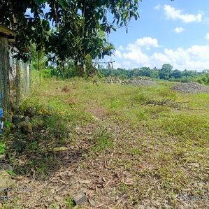 Paddy field Location Land for sale in meepa - Image 2