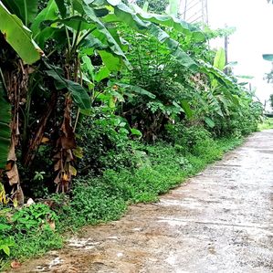 Land for sale in Pahala Mapitigama Malwana - Image 2