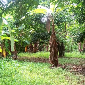 Land for sale in Pahala Mapitigama Malwana - Image 3