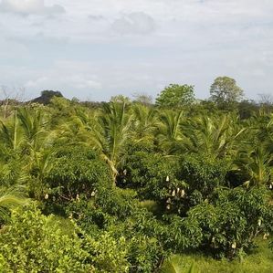 Land for Sale in Ratnapura Pallebedda - Image 2