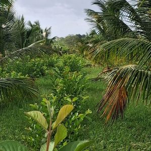 Land for Sale in Ratnapura Pallebedda - Image 3