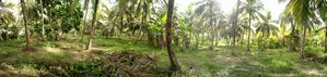 Coconut Land for Sale in Hungama