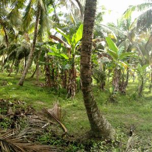 Coconut Land for Sale in Hungama - Image 2