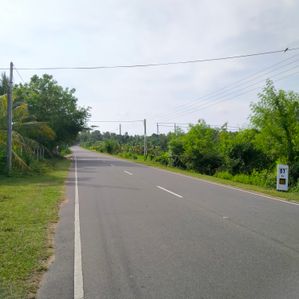Coconut Land for Sale in Hungama - Image 3