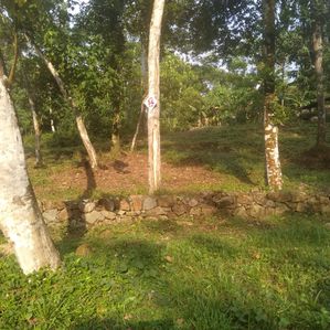 land for sale in Horana - Narthupaana - Image 2