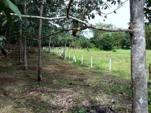 අක්කර කාලක ඉඩමක් හොරණ
