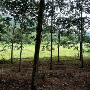 අක්කර කාලක ඉඩමක් හොරණ - Image 3