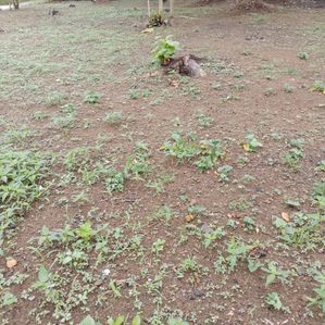 හොරණ තැනකින් පදිංචි වෙමු - Image 3
