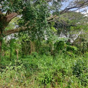 Land for Sale in Sigiriya - Image 3