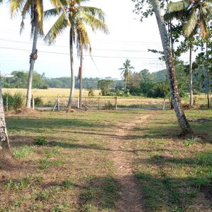හොරණ බොරලුගොඩින් දැකුම්කළු ඉඩමක් - Image 3