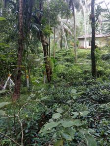 තේ වගා කර ඇති ඉඩමක් එපිටවලින්,