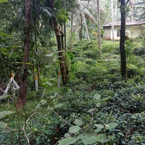 තේ වගා කර ඇති ඉඩමක් එපිටවලින්, - Image 2