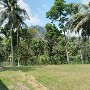 තේ වගා කර ඇති ඉඩමක් එපිටවලින්, - Image 3