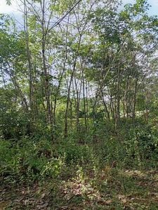 Rubber Land For Sale In Mahagama Bulathsinhala
