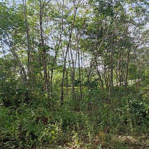 Rubber Land For Sale In Mahagama Bulathsinhala - Image 2
