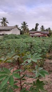 දිව්ලපිටිය.හපුවලාන නිදහස් පරිසරයකින් අලුත් ඉඩම් කොටසක්