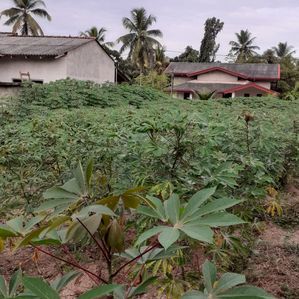 දිව්ලපිටිය.හපුවලාන නිදහස් පරිසරයකින් අලුත් ඉඩම් කොටසක් - Image 2
