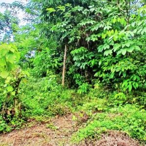 LAND FOR SALE ALAWWA DAMPELLASSA ROAD - Image 2