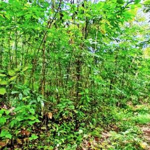 LAND FOR SALE ALAWWA DAMPELLASSA ROAD - Image 3