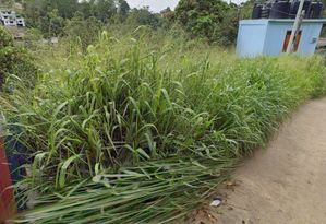 Undeveloped Land 5mins from Bandarawela Train Station