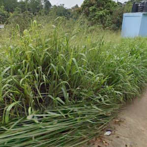 Undeveloped Land 5mins from Bandarawela Train Station - Image 2