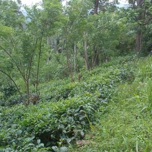Deniyaya – Pallegama 1 Acre 39 Perch Tea Estate for Sale - Image 2