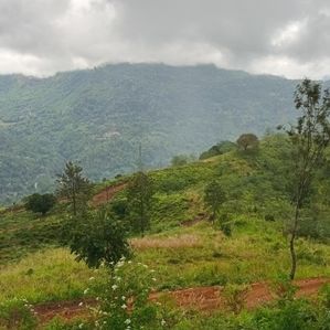Land for Sale Pundaluoya - Image 3