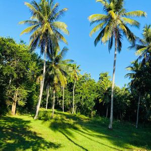 Land for sale in Beliatta - Image 3