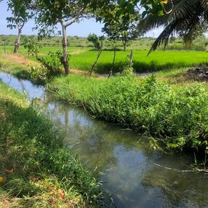 Land Sale Hambantota - Image 3